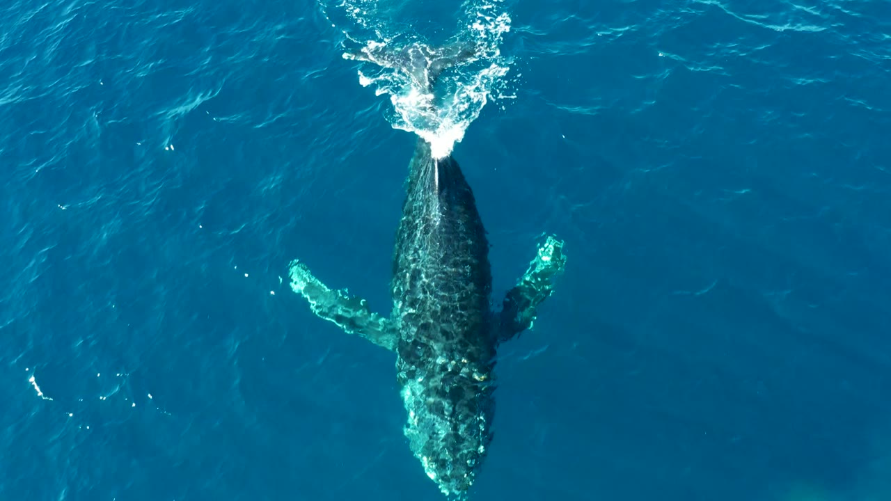 Humpback whale seen from above with both flippers visible in blue water.