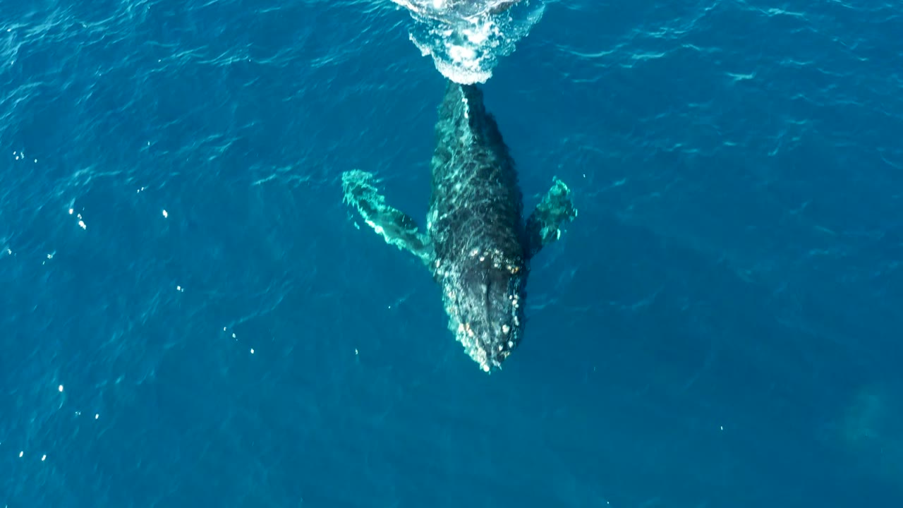 Overhead view of the humpback whale moving through deep blue water at Buzzards East Cape, Baja California Sur, with a white splash at the top edge and no visible people.