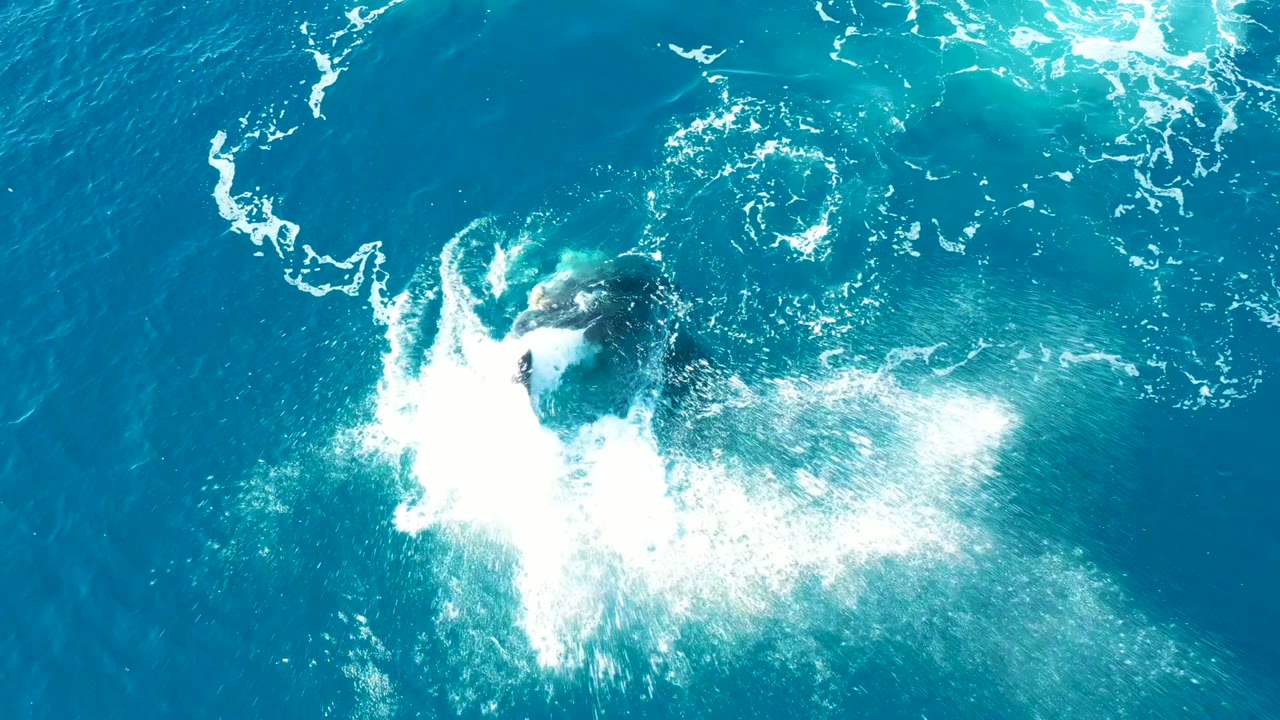 Overhead frame from Buzzards East Cape, Baja California Sur, Mexico, showing a humpback whale breaking the surface inside a wide burst of white foam, with no visible people.