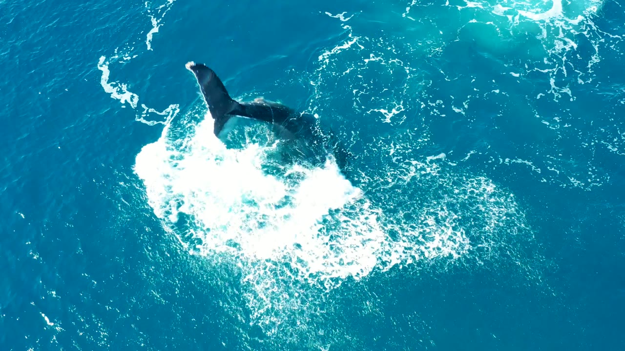 Whale tail lifted above foamy ocean water