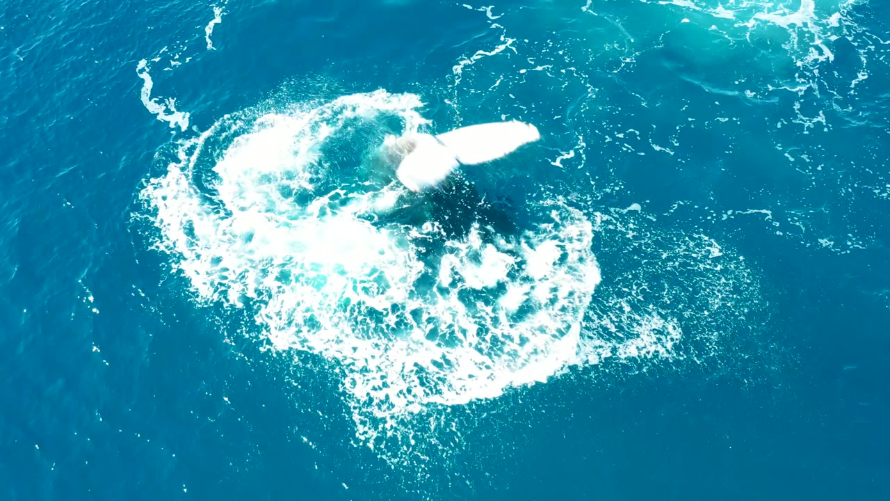 A pale pectoral fin or underside flash appears within a circular churn of white foam in the blue ocean at Buzzards East Cape, with no visible people.