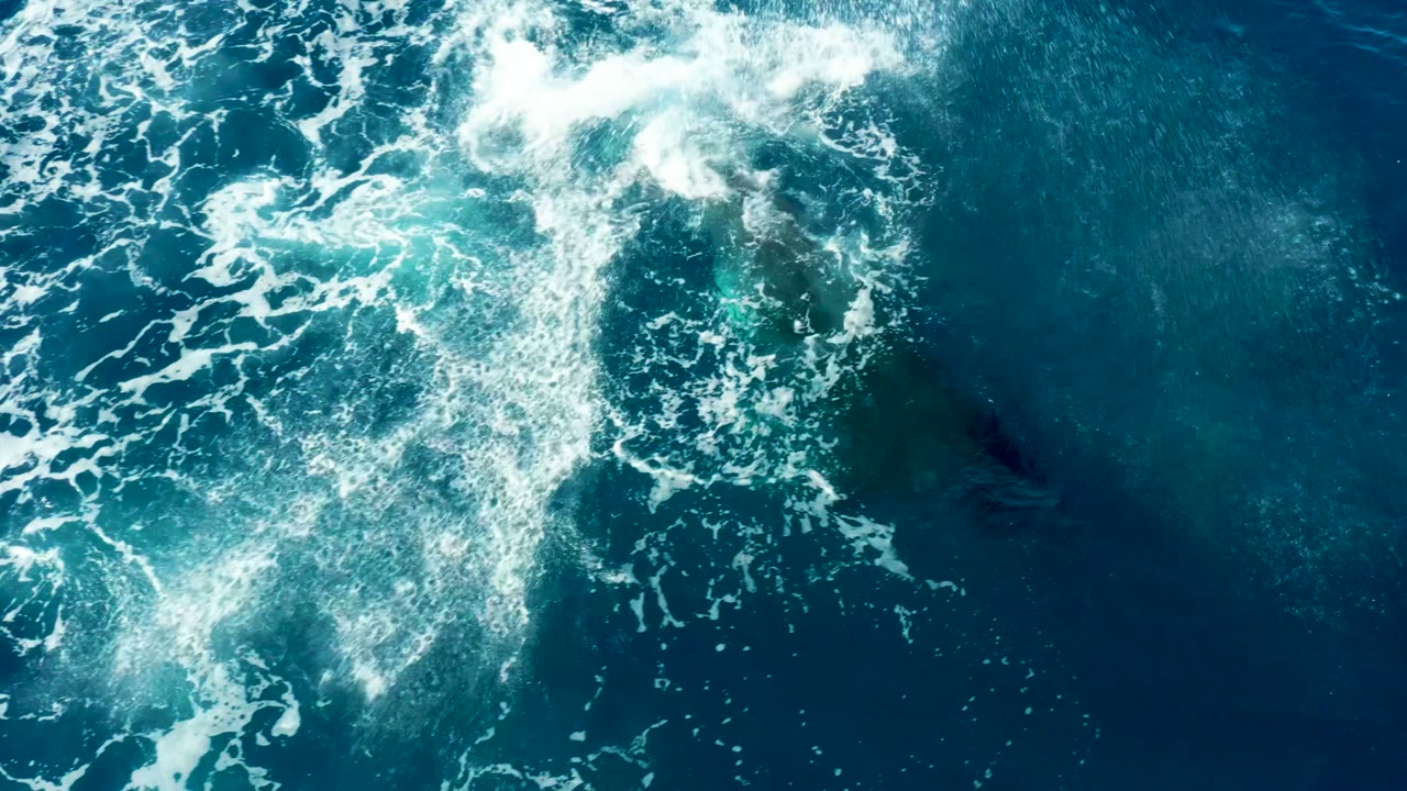 Opening overhead frame near Buzzards Beach East Cape shows white surface foam spreading over deep blue water with a dark humpback whale shape below, no visible people.