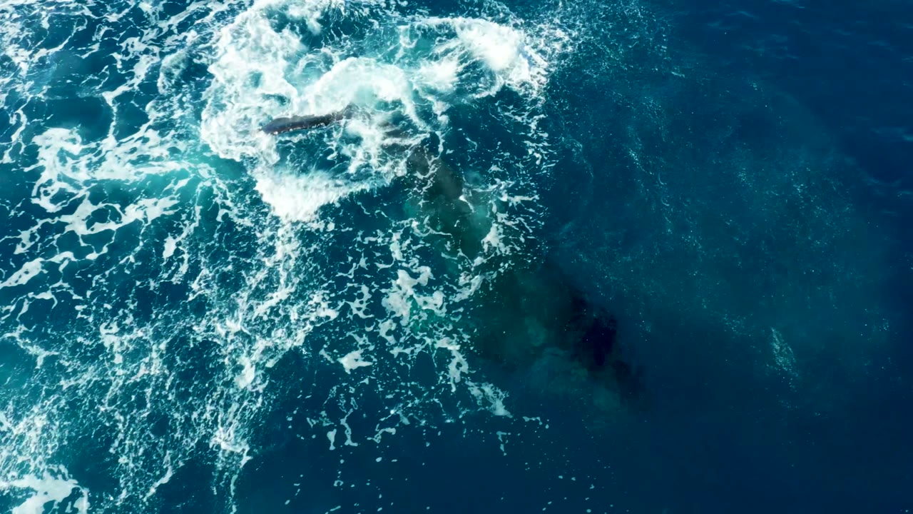 Circular white splash pattern over blue ocean with the whale faintly below.