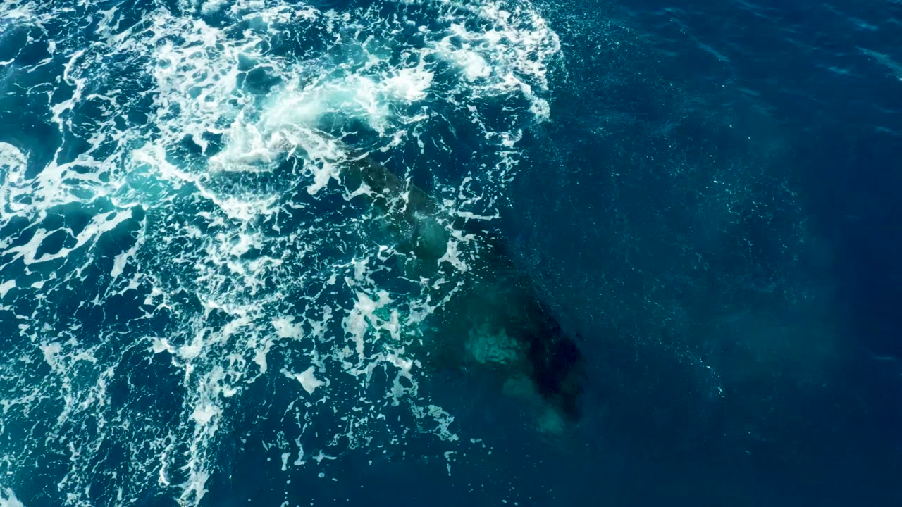 The overhead frame near Buzzards Beach East Cape shows bright white wake trailing across dark blue water with the humpback whale's body visible as a darker shape below, no visible people.