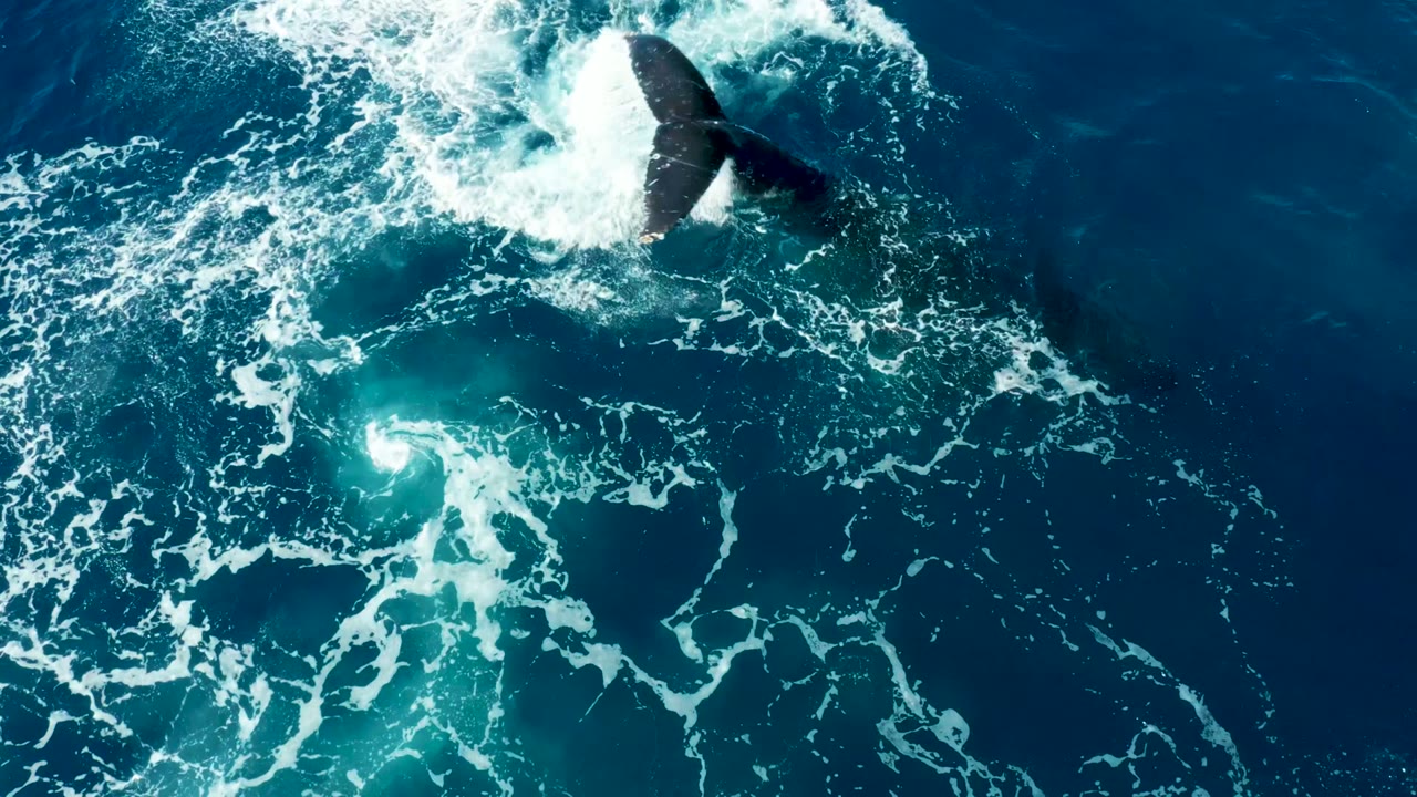 Whale fluke breaking the ocean surface amid white spray.