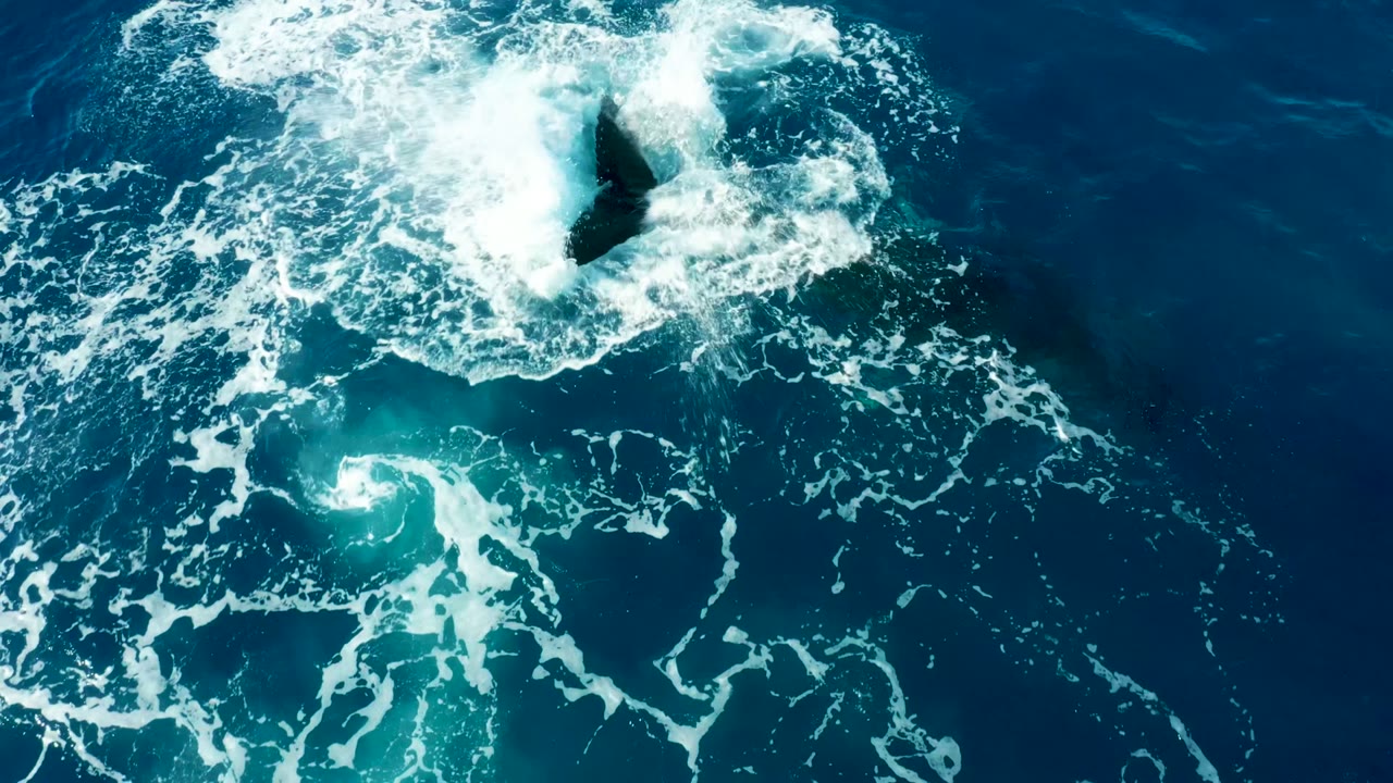 Overhead frame from Buzzards East Cape, Baja California Sur shows the whale tail partly submerged inside a broad patch of white foam over blue ocean, with no visible people.