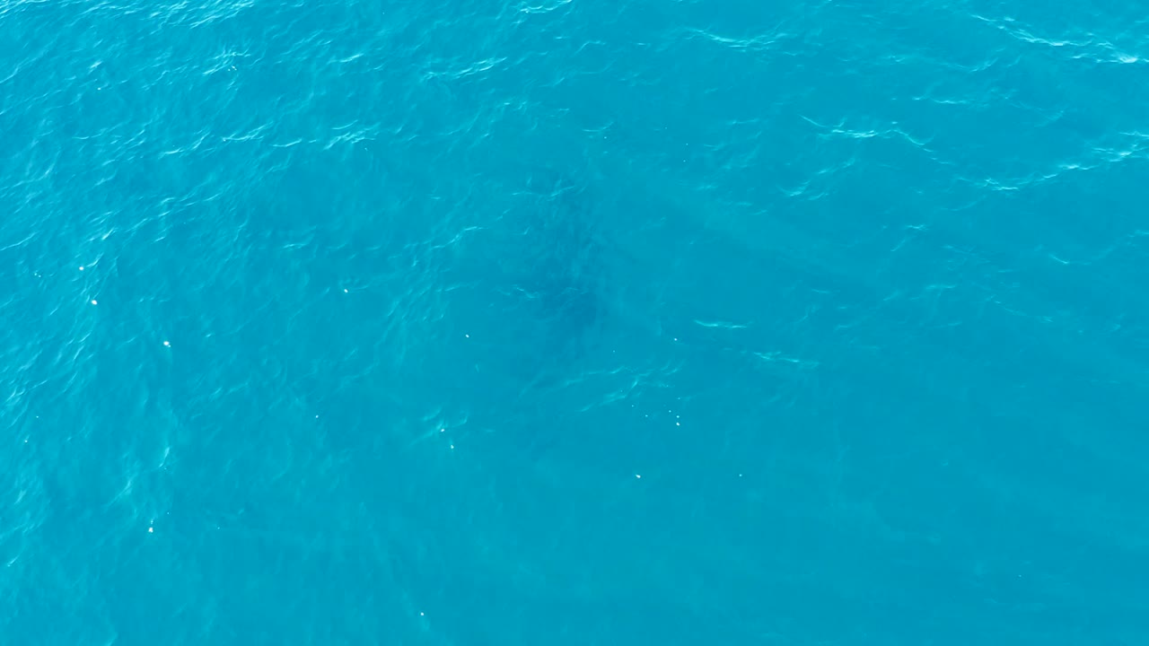 An overhead frame from Buzzards Beach East Cape shows blue-green water and a soft dark marine creature silhouette under the surface, with no visible people.