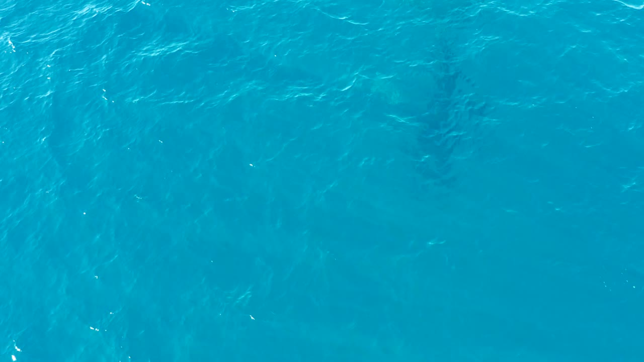 Overhead view at Buzzards Beach, East Cape, Baja California Sur, Mexico, showing a dark whale shape beneath rippled turquoise water with no visible people.