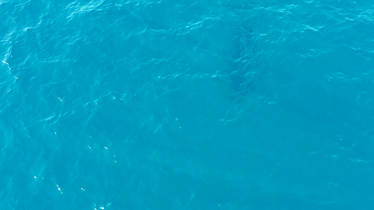 Clear blue ocean water with the whale shadow faintly visible underneath.