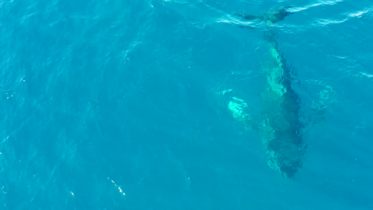 Overhead view at Buzzards Beach East Cape in Baja California Sur showing a whale shape beneath bright turquoise water with ripples and no visible people.