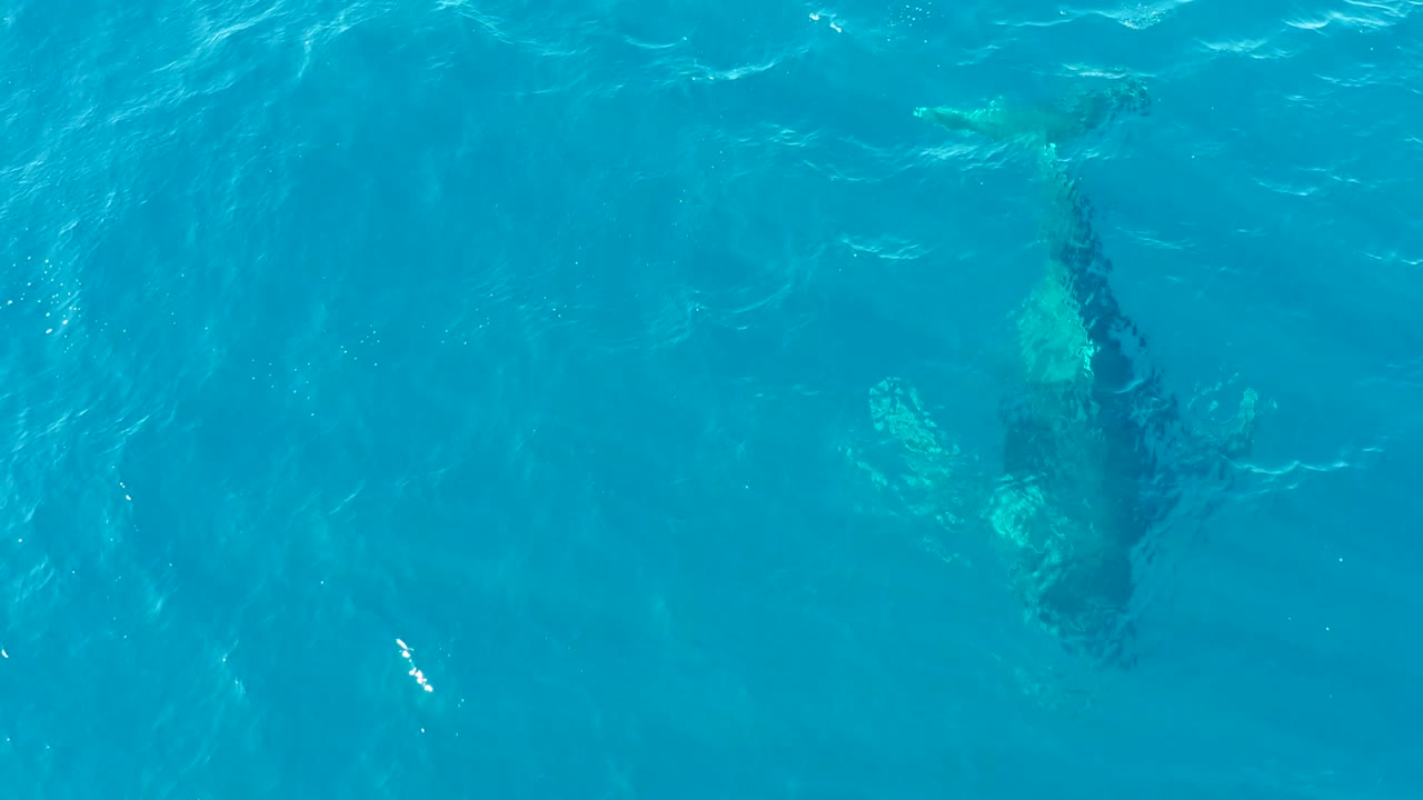 Submerged whale body and tail under rippled blue water