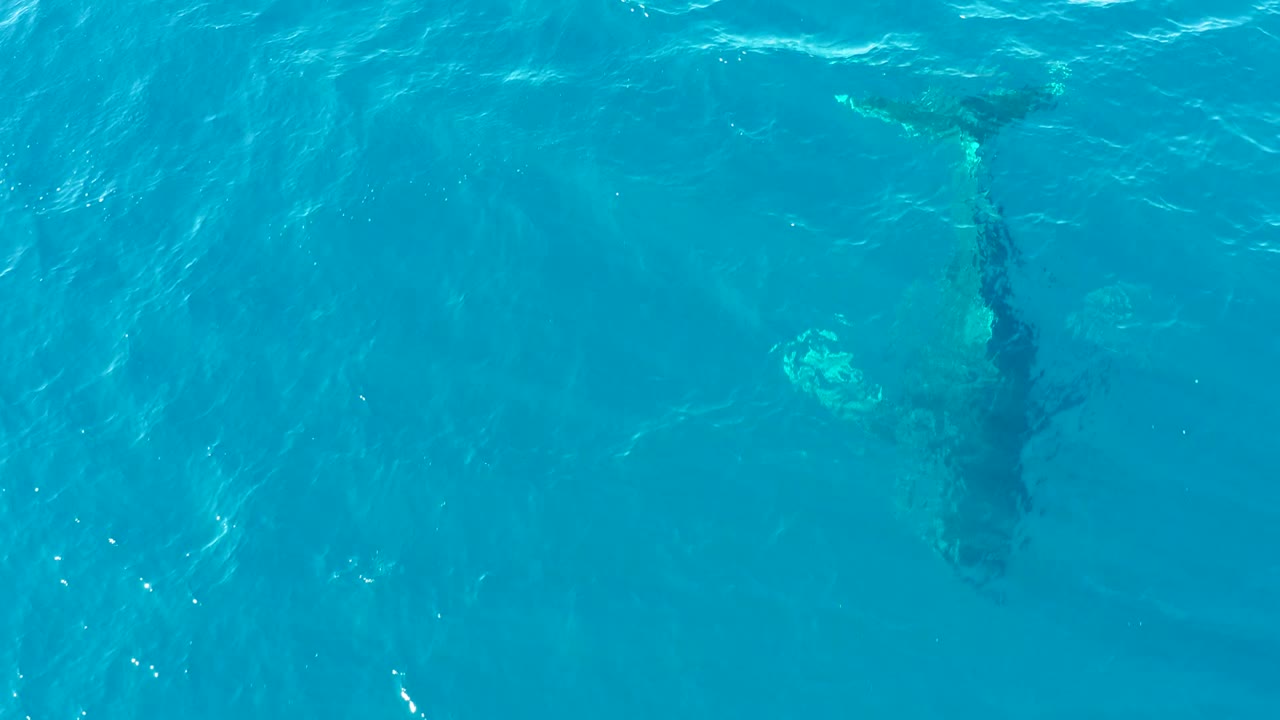 The whale appears deeper beneath the clear turquoise water near Buzzards Beach East Cape, with a softened body outline, dark tail area, and no visible people.