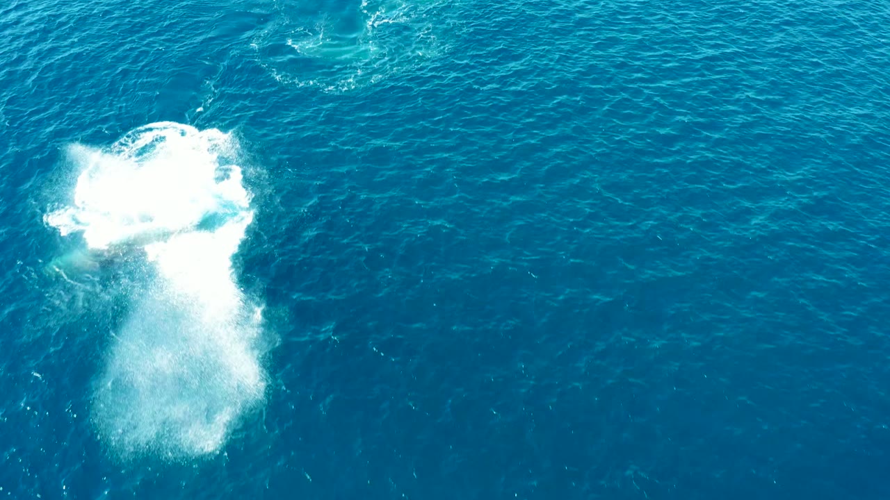 A dense white whale spout spreads across the blue ocean surface at Buzzards Beach East Cape, Baja California Sur, with no visible people.