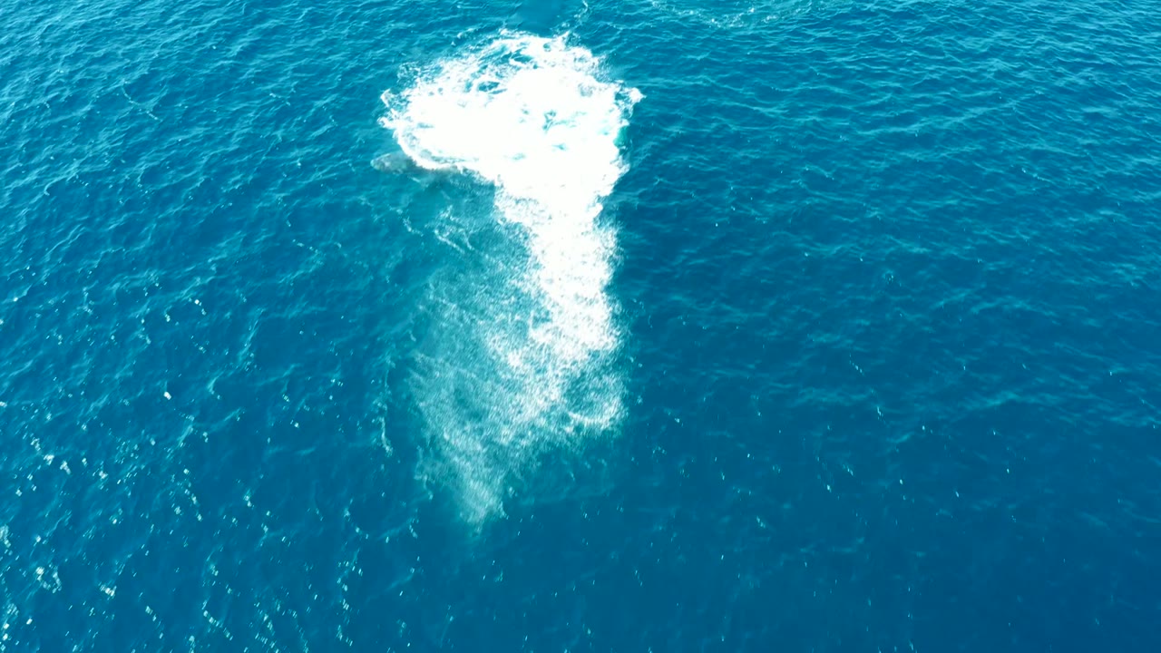 Whale spout foam tapering in turquoise water