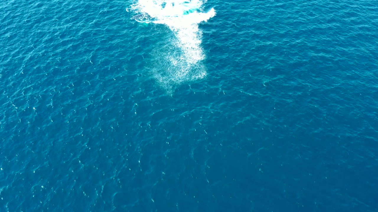 A smaller white foam patch from the whale spout remains near the top of the blue ocean frame at Buzzards Beach East Cape, Baja California Sur, with no visible people.