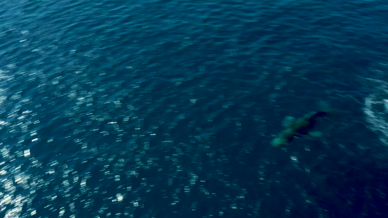 Overhead view of blue ocean at Buzzards East Cape with a dark humpback whale shape just below the surface, sun sparkle on the left side, and no visible people.