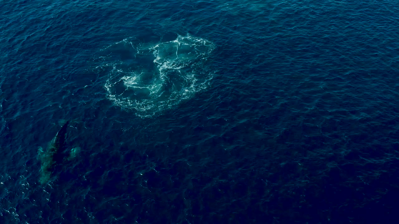 Foam ring on dark blue water with the whale faintly visible below the surface.