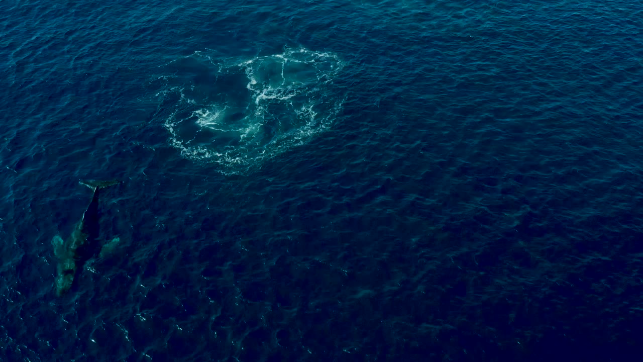 The humpback appears as a green-gray form beneath the deep blue water near a circular foam patch at Buzzards East Cape, with no visible people.