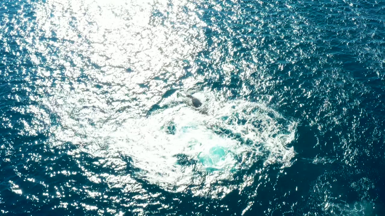 White wake foam thinning on sunlit water
