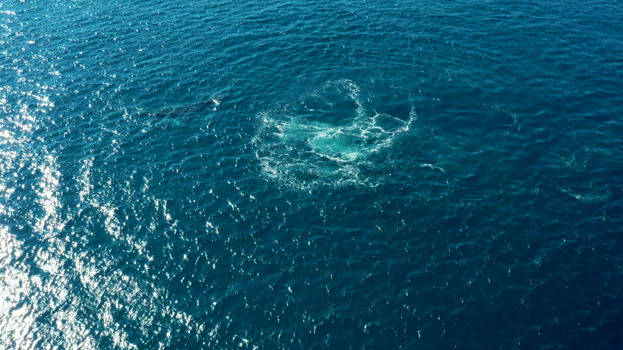 Overhead view of deep blue ocean near Buzzards Beach East Cape BCS Mexico with a pale circular disturbance on the water and no visible people.