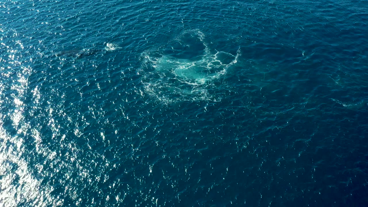 Bright ocean glare beside a spreading water disturbance.