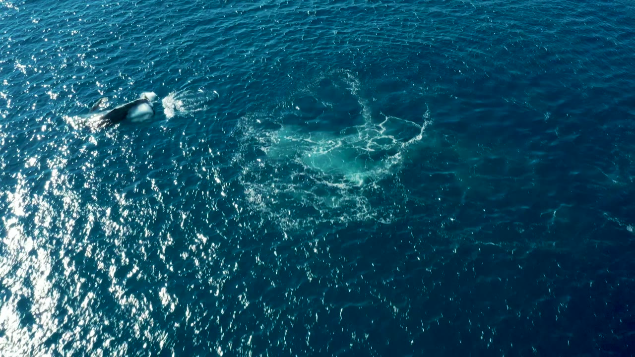 Overhead drone view near Buzzards Beach East Cape BCS Mexico shows a dark marine animal shape close to bright white foam on blue ocean water with no visible people.