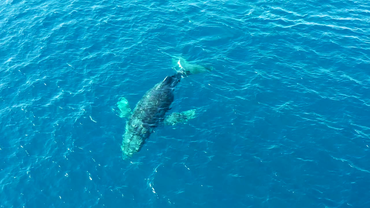 A humpback whale swims just below the bright blue ocean surface at Buzzards Beach, East Cape, Baja California Sur, with no visible people.