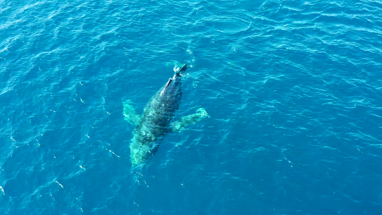 Humpback whale seen from above in turquoise water