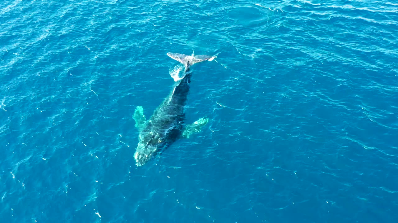 A humpback whale near the surface creates a small white tail splash in blue water at Buzzards Beach, East Cape, Baja California Sur, with no visible people.