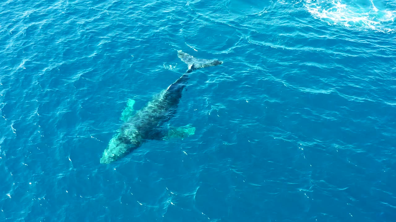 Overhead view of a humpback whale below the clear blue ocean surface near Buzzards Beach, Baja California Sur, Mexico, with no visible people.