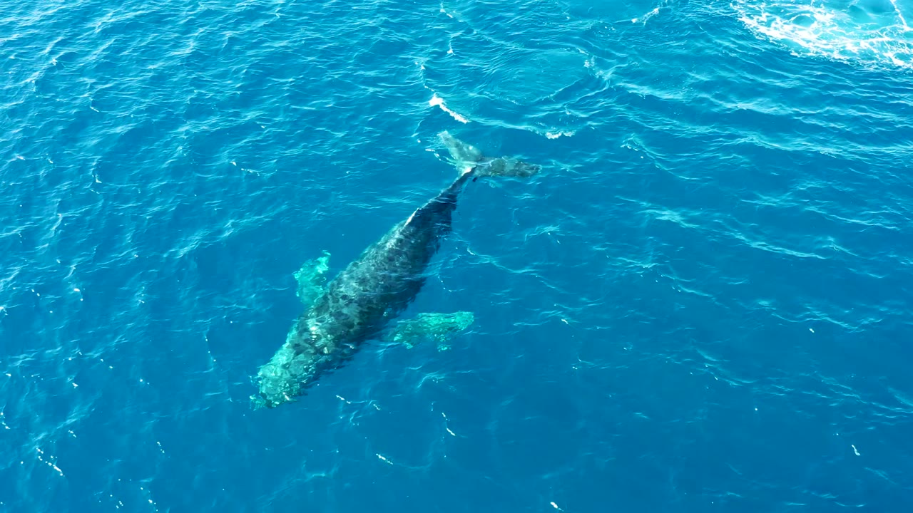 Humpback whale centered under rippled blue water.