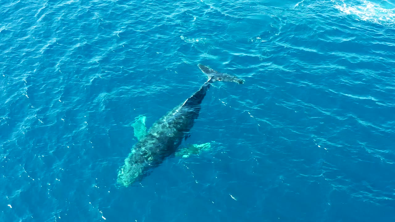 The whale remains visible beneath turquoise-blue water near Buzzards Beach, angled diagonally with its tail area close to the upper part of the frame and no visible people.