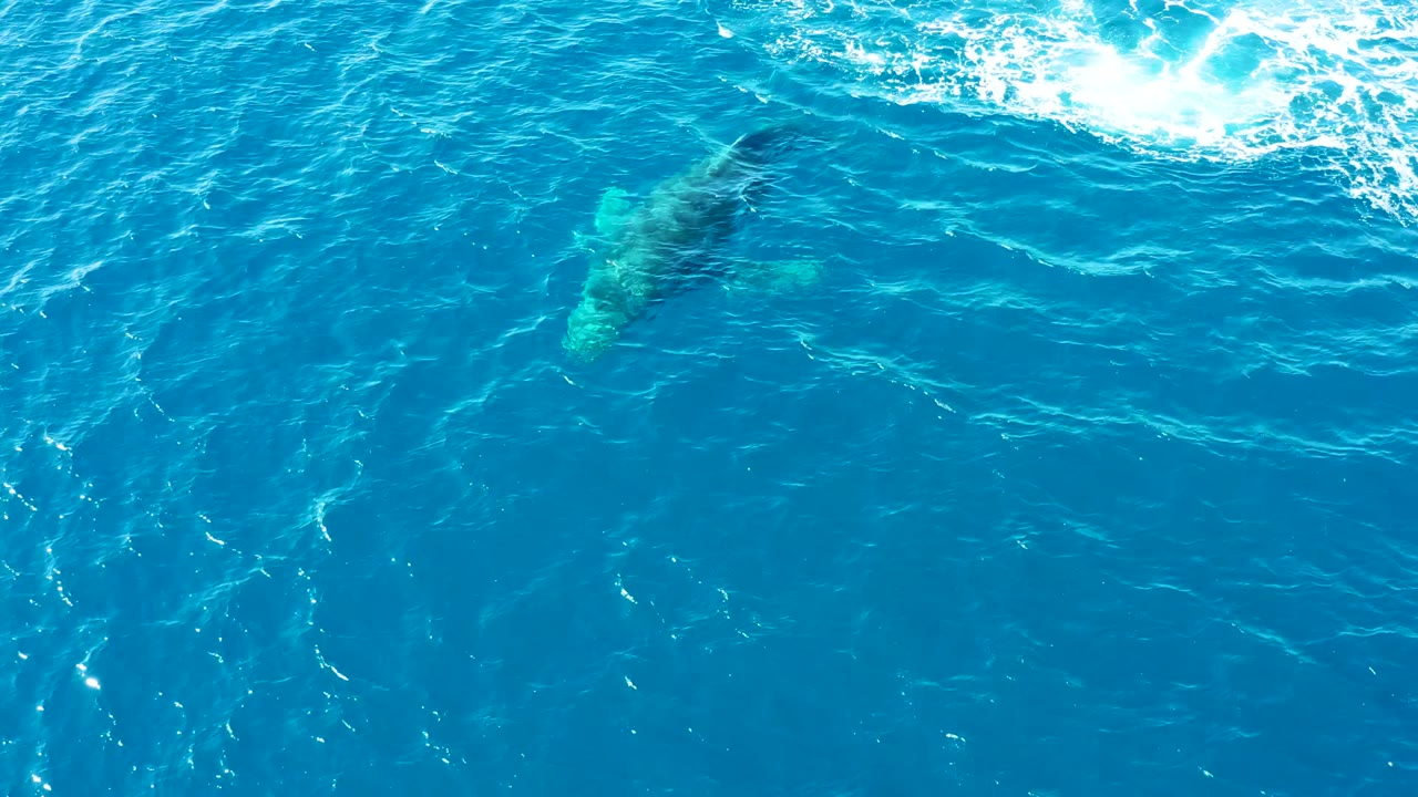 A humpback whale is seen under the blue ocean surface at Buzzards Beach, East Cape, Baja California Sur, with ripples and foam above it and no visible people.