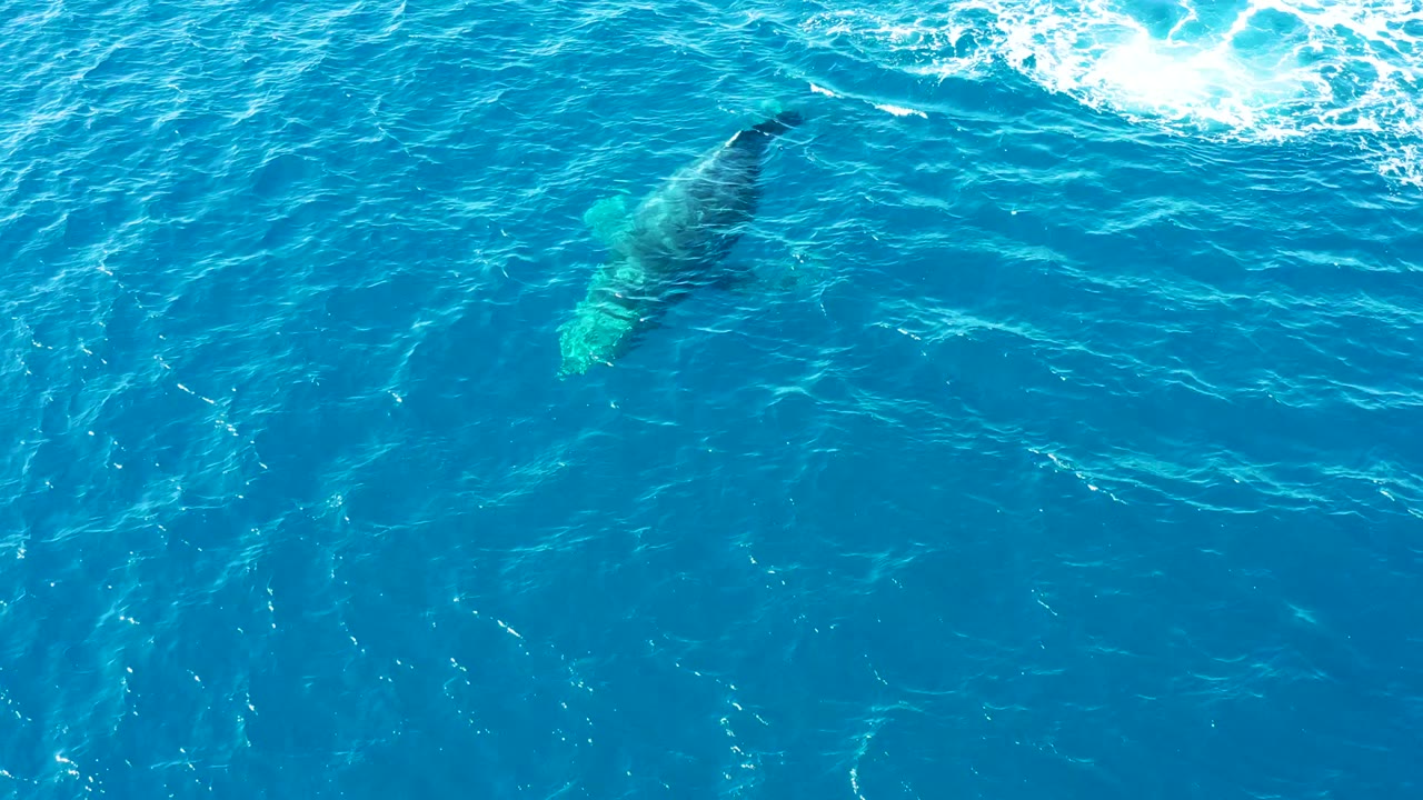 Whale body and tail shape visible below rippled water