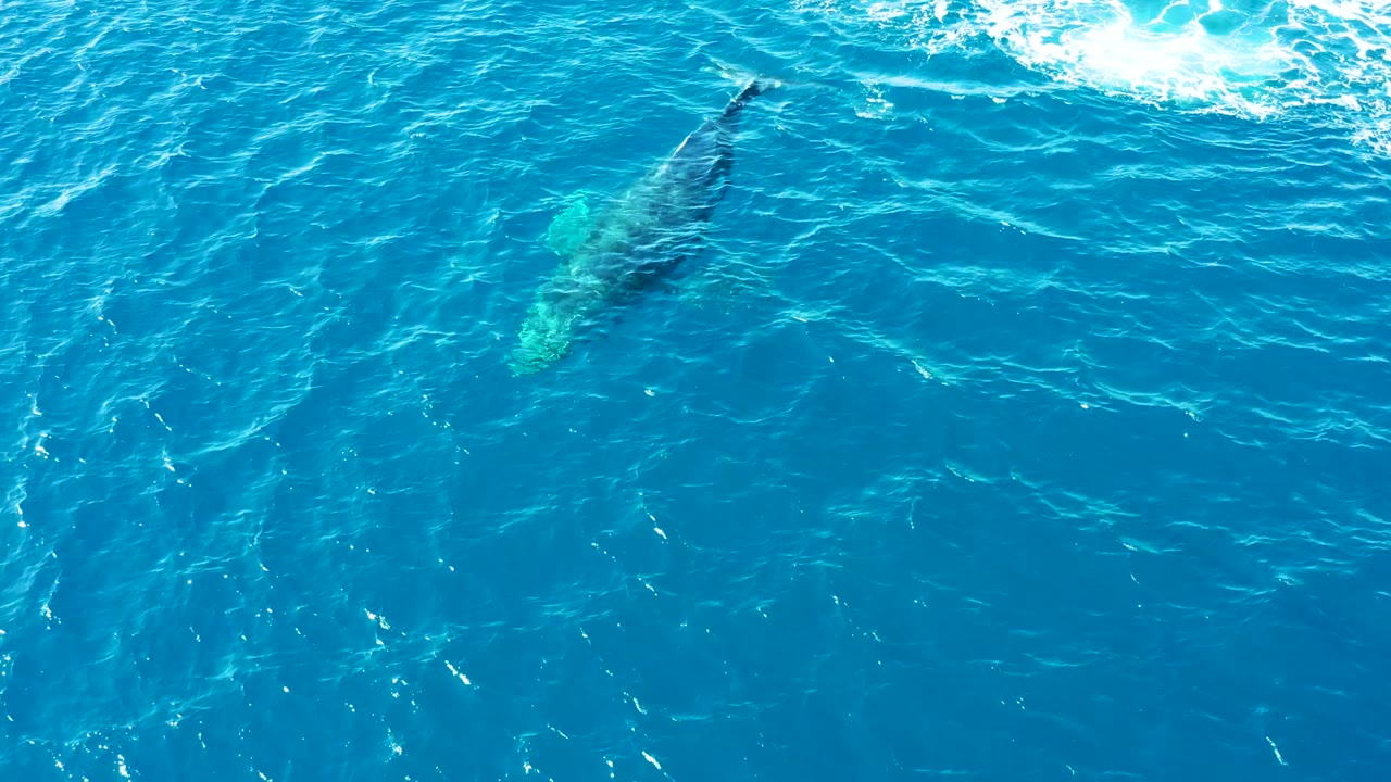 A humpback whale glides below turquoise-blue ocean water in Baja California Sur, with bright surface highlights and no boats, shoreline, or visible people.