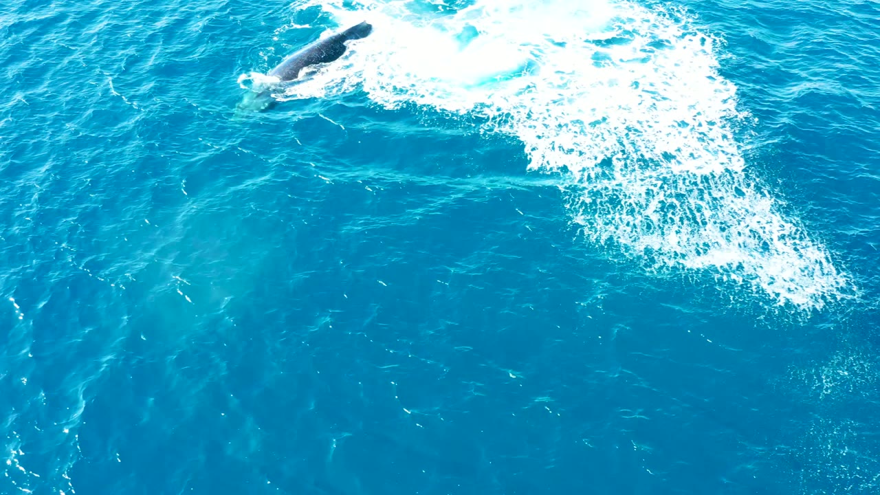 Overhead view at Buzzards Beach, East Cape, Baja California Sur, Mexico showing a whale partly visible near the surface with white foam trailing across clear blue water and no visible people.