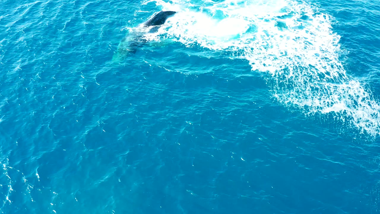 Whale diving under turquoise water beside a spreading splash