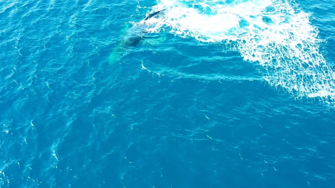 Aerial view at Buzzards Beach, East Cape, Baja California Sur, Mexico showing the whale as a faint underwater form beneath bright blue water, with broken white foam near the top and no visible people.