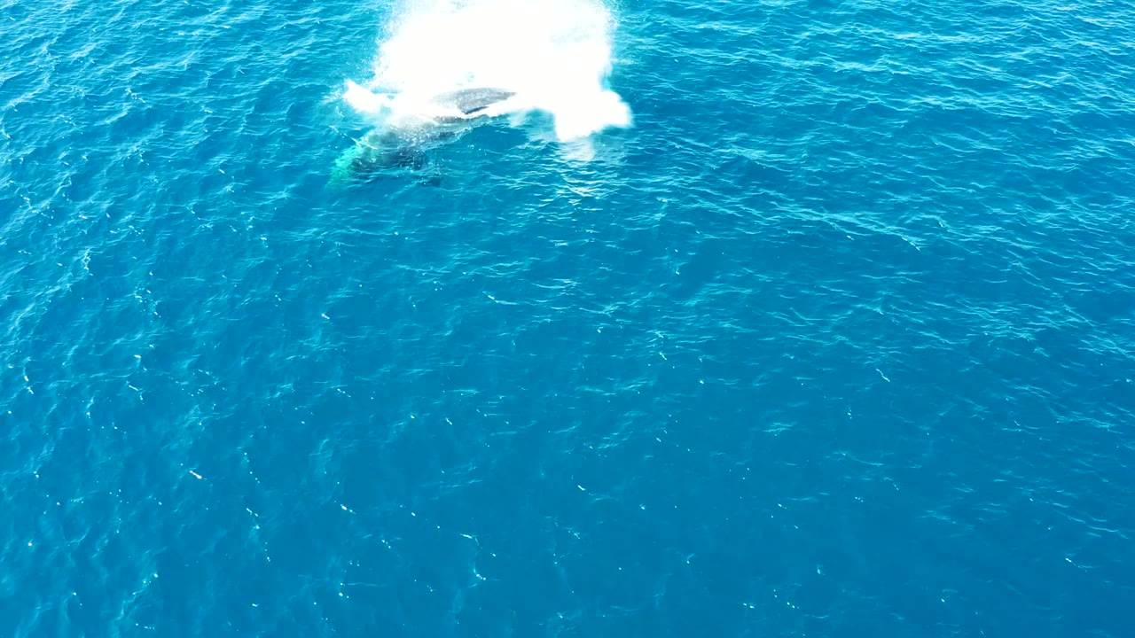 Aerial view over Buzzards East Cape Los Cabos water with a whale partly breaking the surface near a bright white spout plume and no visible people.