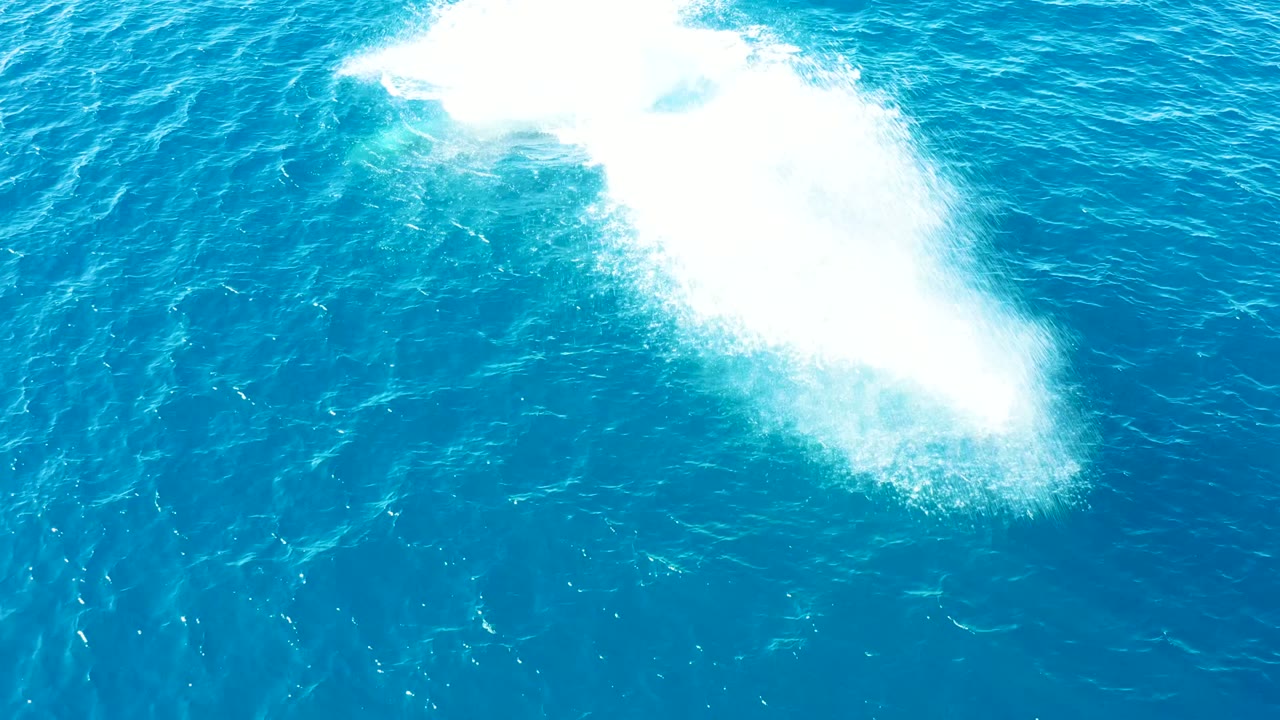 White whale spray disperses over turquoise ocean water.