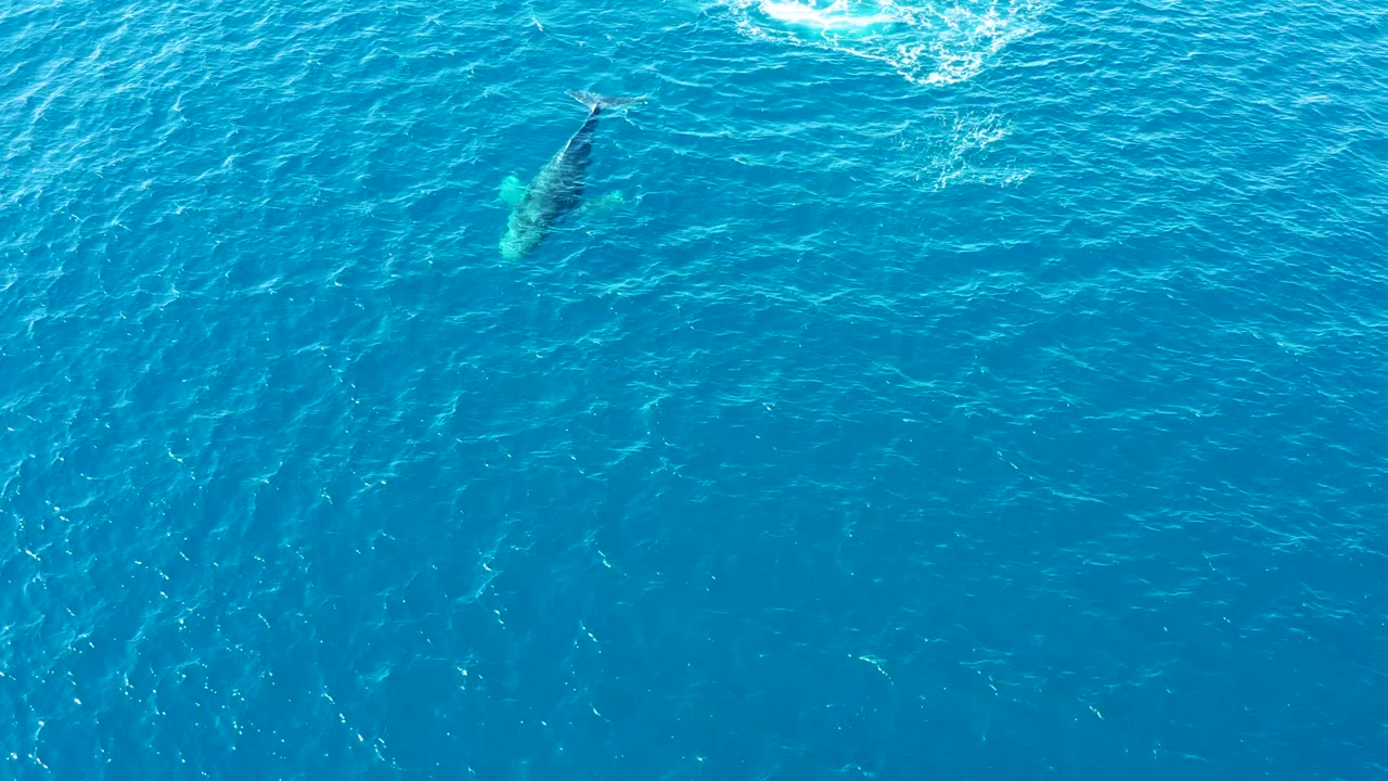 Aerial view at Buzzards Beach, East Cape, Baja California Sur, Mexico, showing a whale just below the turquoise ocean surface near the upper left, with no visible people.