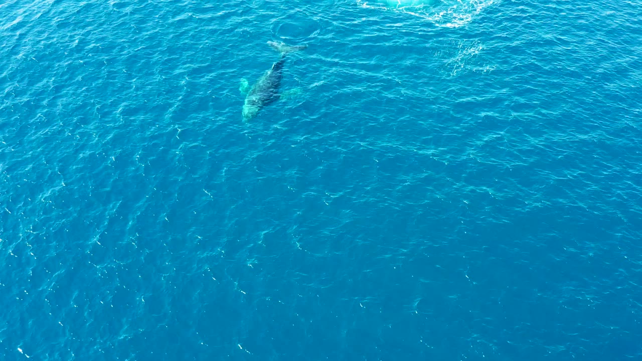 Whale body faintly visible under rippled blue ocean water.