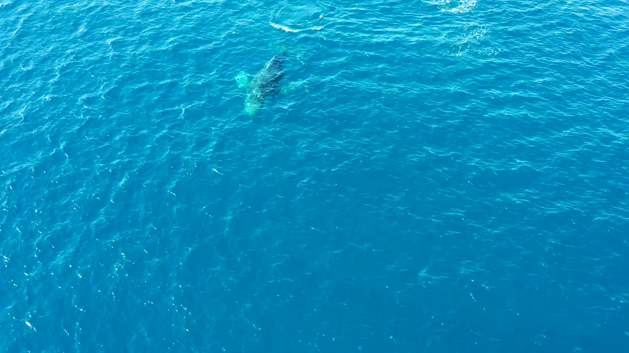 Aerial view over Buzzards Beach, East Cape, Baja California Sur, Mexico, where a pale submerged whale shape sits near the upper left against darker blue open water, with no visible people.