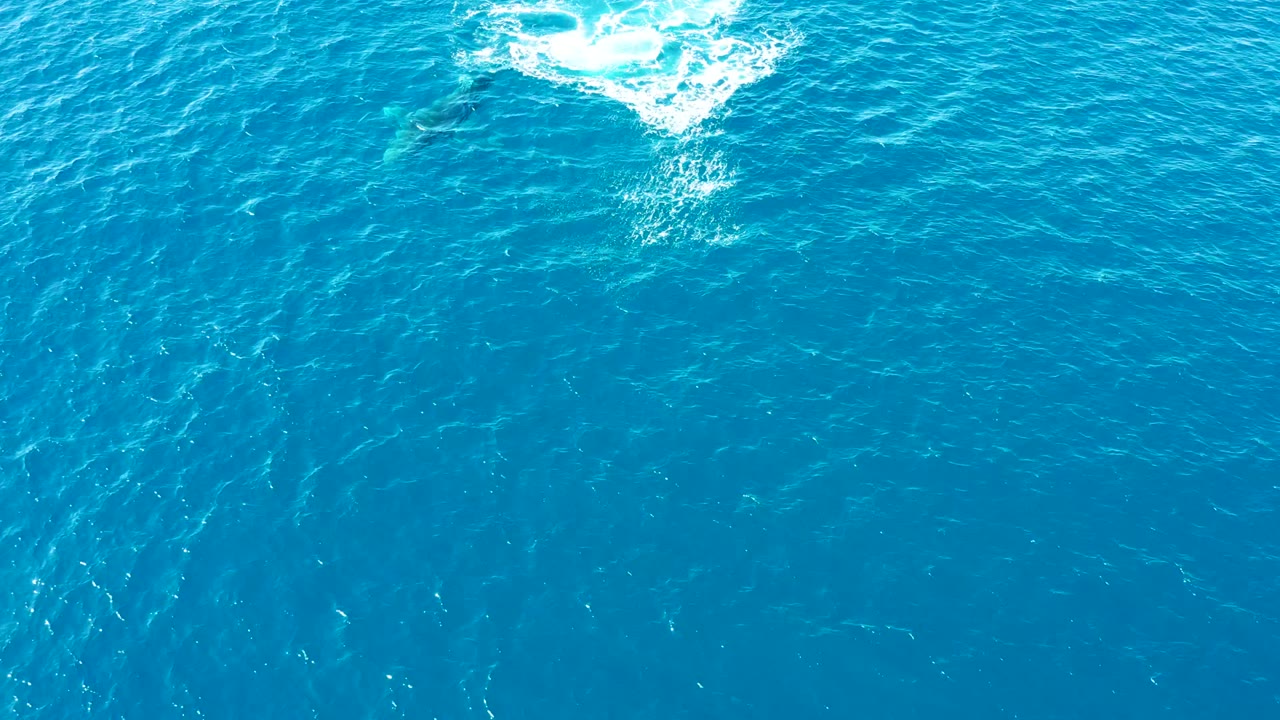 At Buzzards Beach East Cape in Baja California Sur, Mexico, a humpback whale appears below bright blue ocean water near a patch of white surface foam, with no visible people.