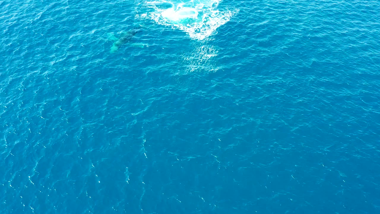 Whale shadow under turquoise water with white splash above it.