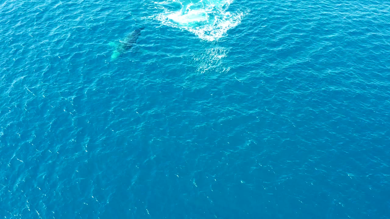 A humpback whale remains visible below the clear blue surface in Baja California Sur, Mexico, with a compact white foam patch nearby and no visible people.