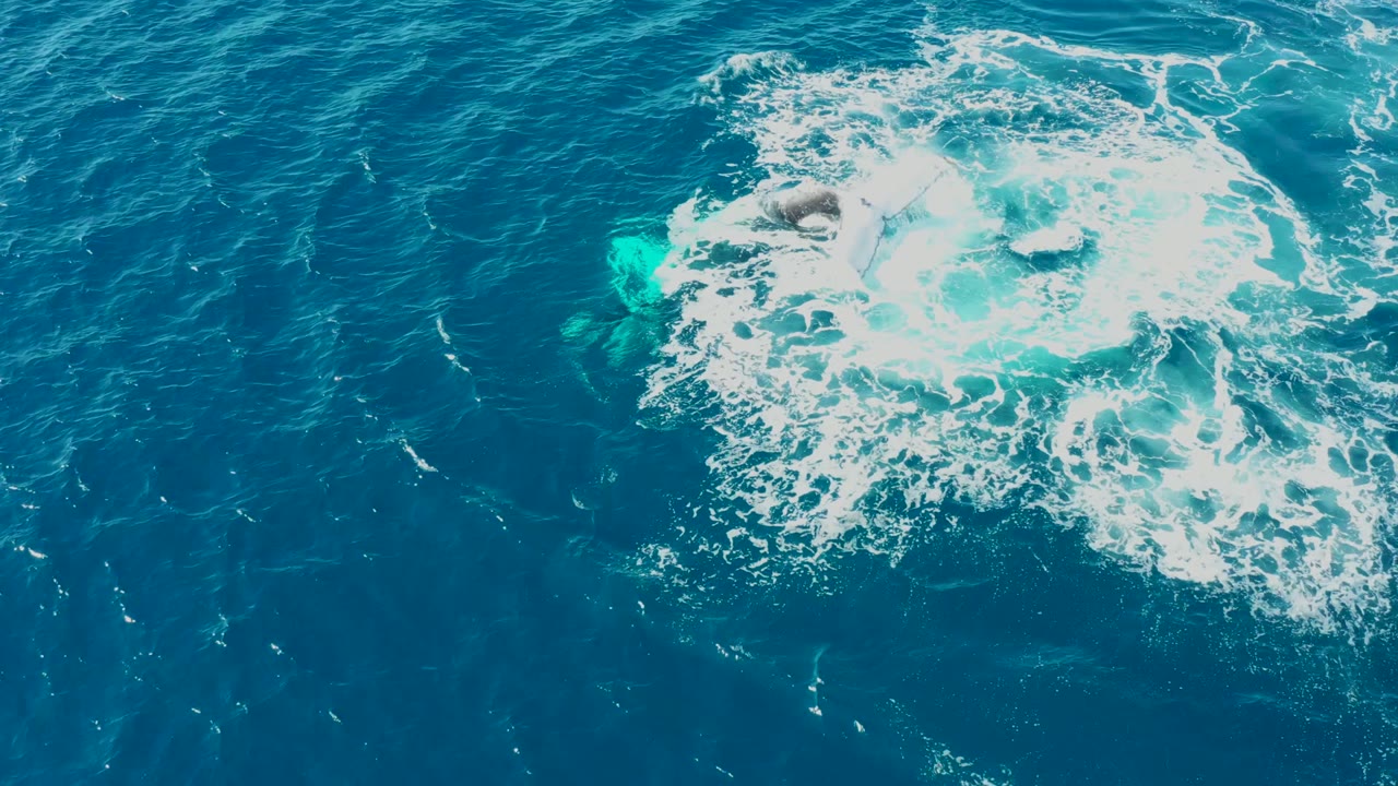 Aerial view at Buzzards Beach, East Cape, Baja California Sur, Mexico, showing a humpback whale partly visible in foamy blue water with no visible people.