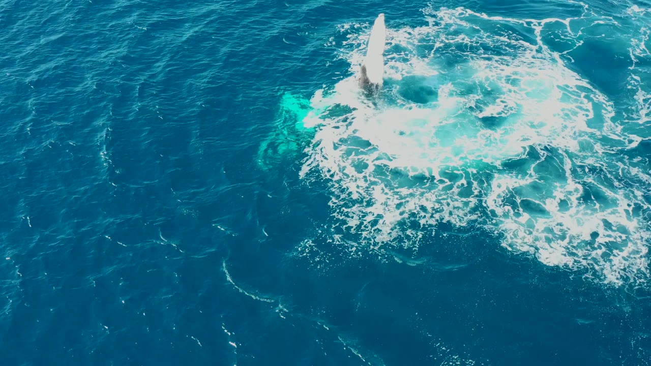Whale tail rising from a circular patch of white ocean foam