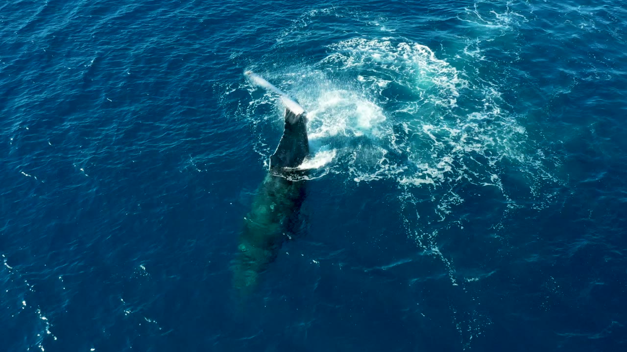 Overhead view of a humpback whale surfacing in blue water at Buzzards Beach, East Cape, Baja California Sur, with white spray near its head and no visible people.