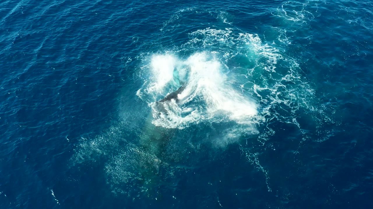 White ocean splash and foam where the whale has just surfaced.